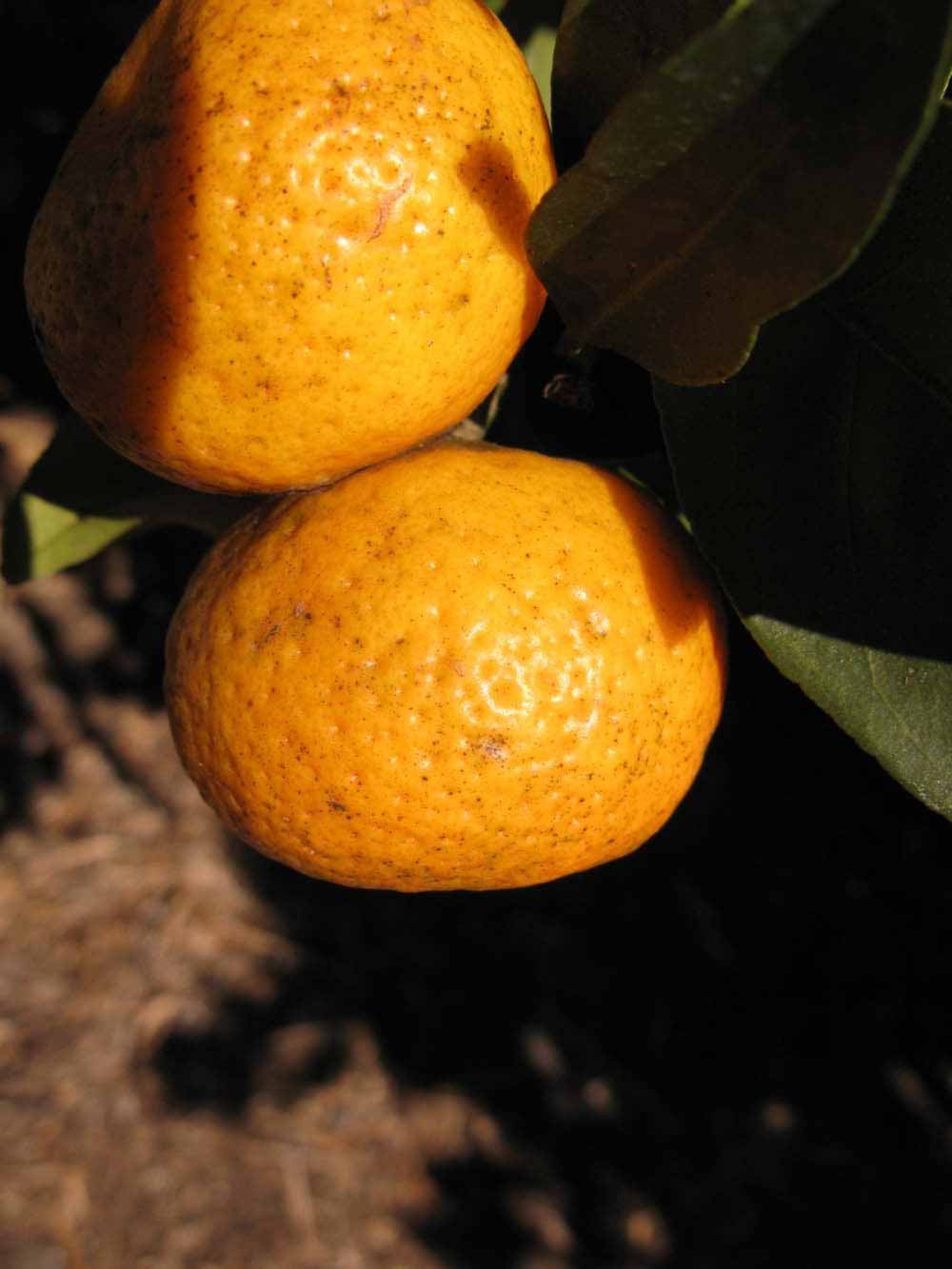              Fruit (Winter Haven, FL)       